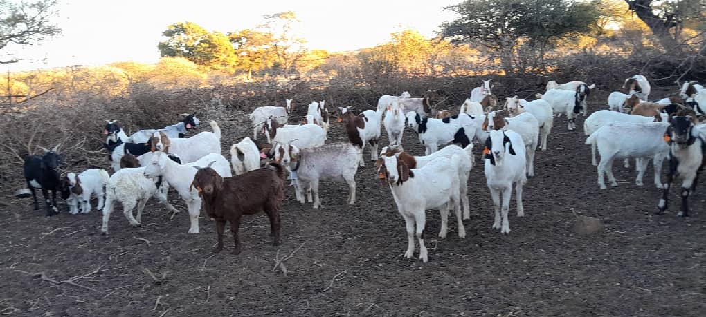 Tswana Goat