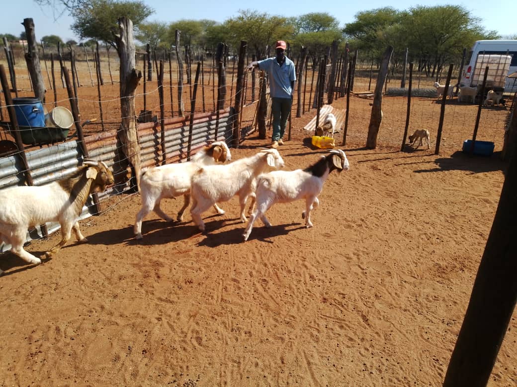 Cross Boer Goat