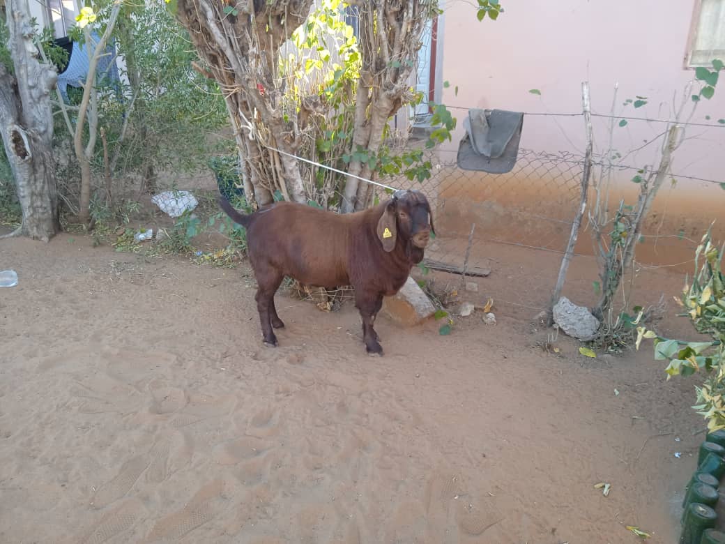 Kalahari Red