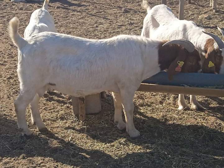 Boer Goat