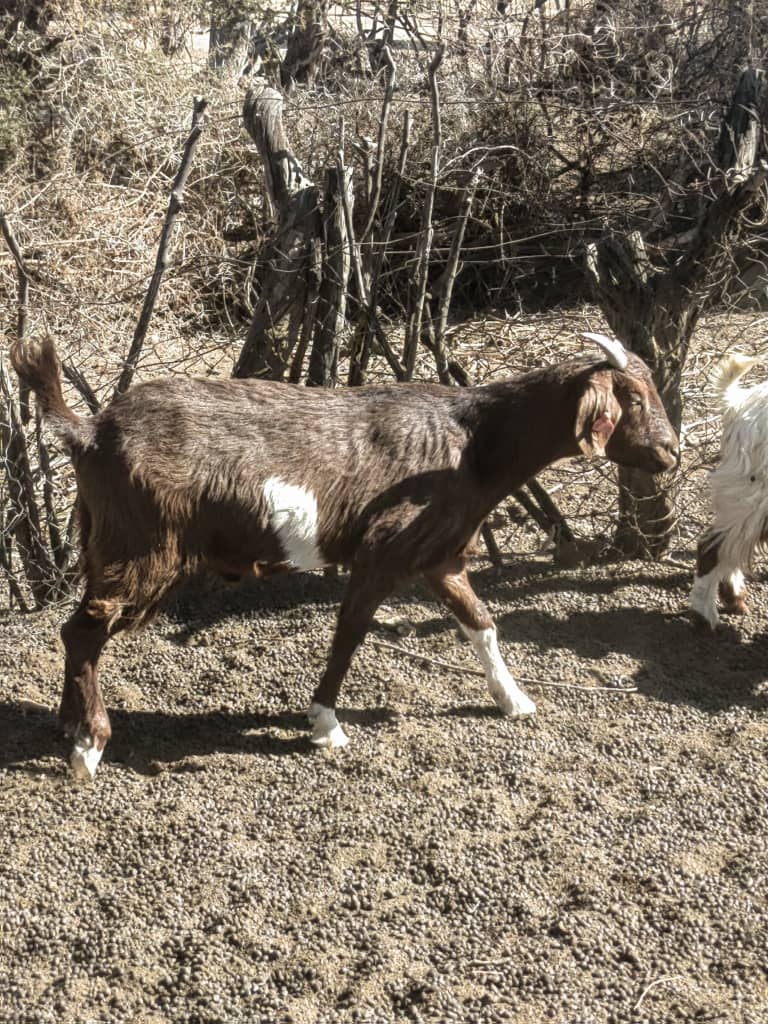 Tswana Goat