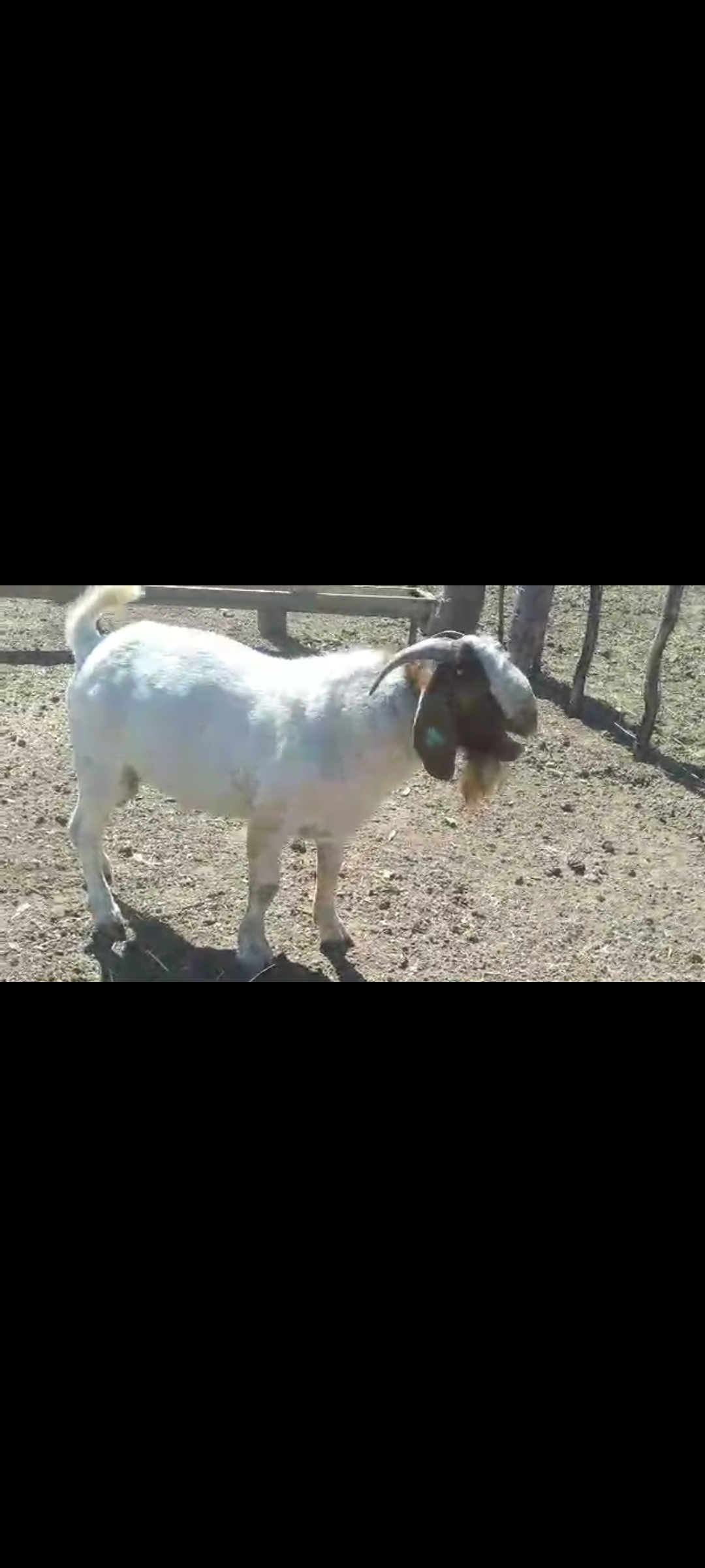 Boer Goat