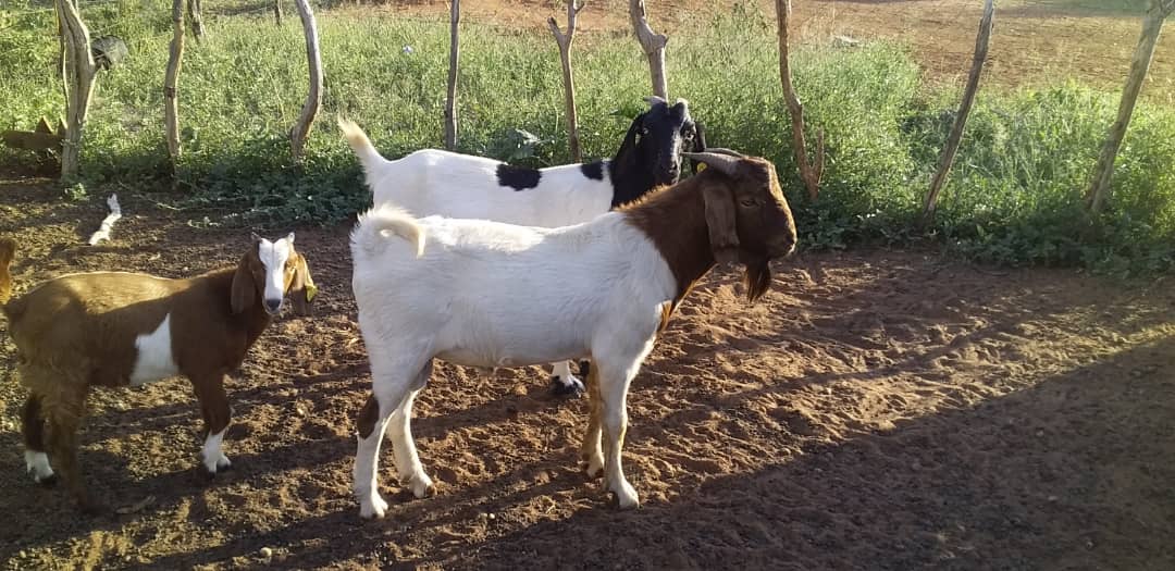 Cross Boer Goat