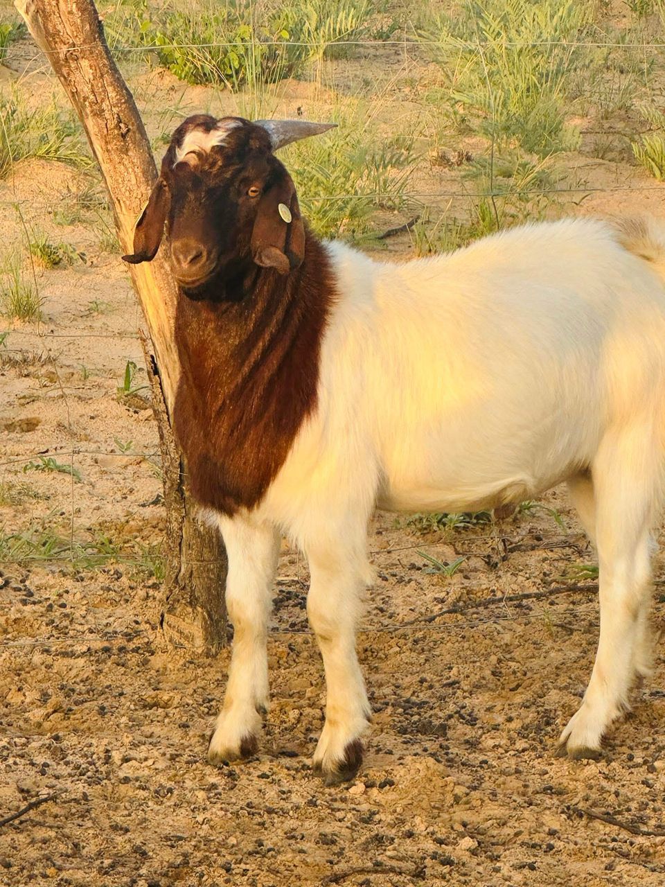 Boer Goat