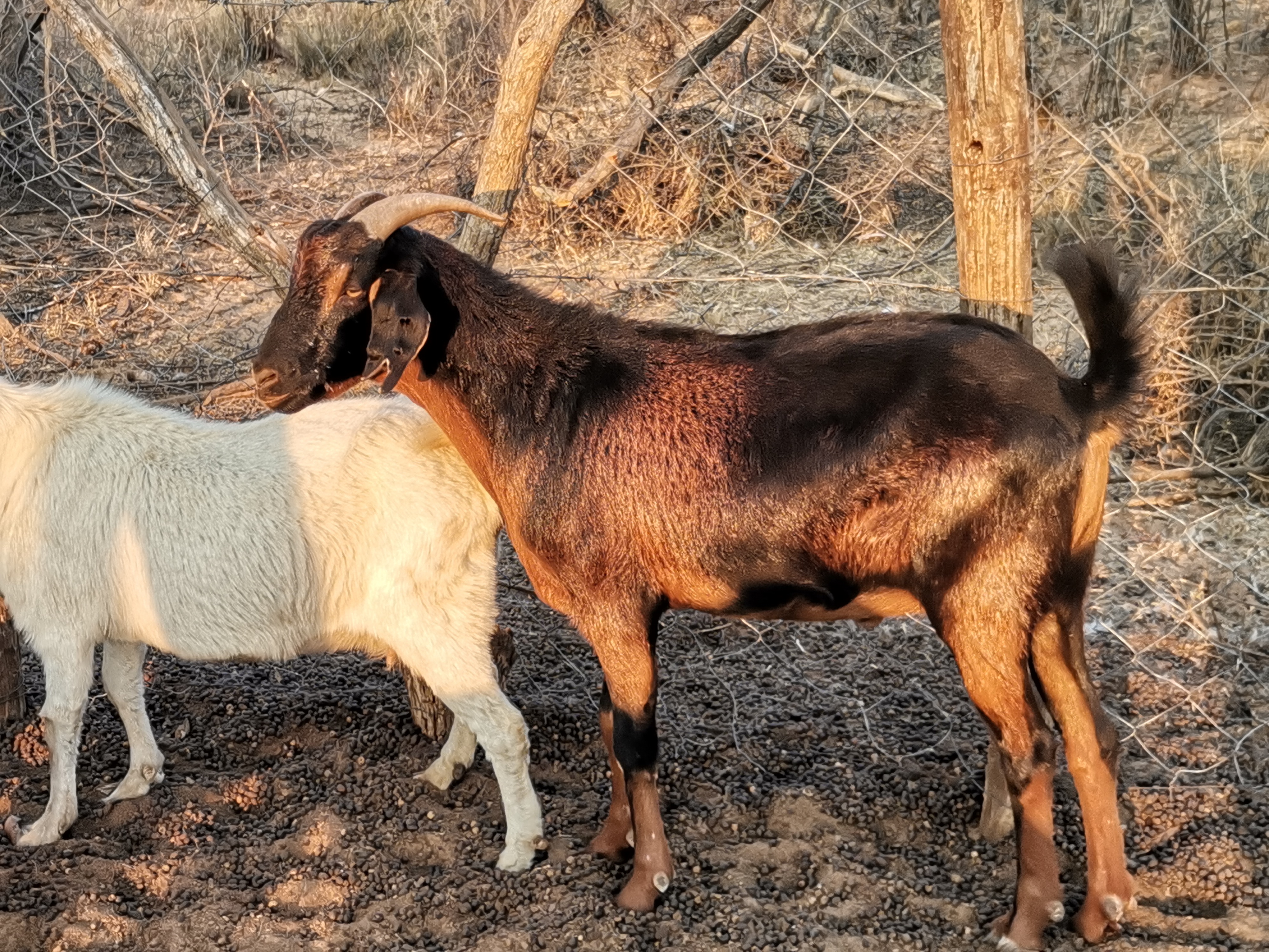 Tswana Goat