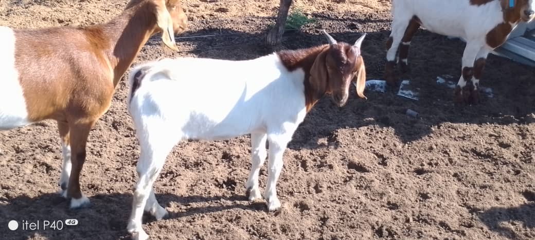 Cross Boer Goat