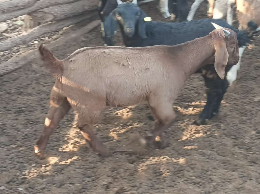 Kalahari Red