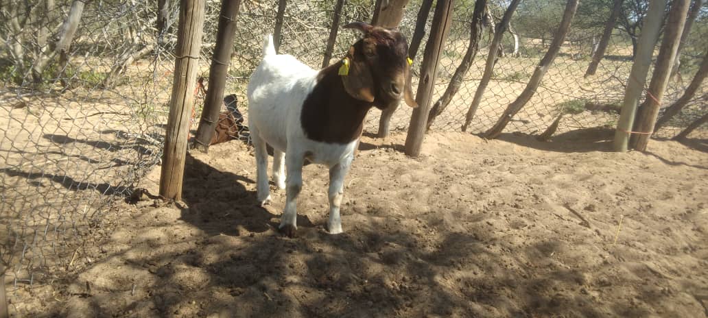 Boer Goat