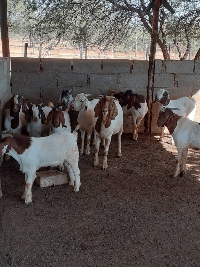Cross Boer Goat