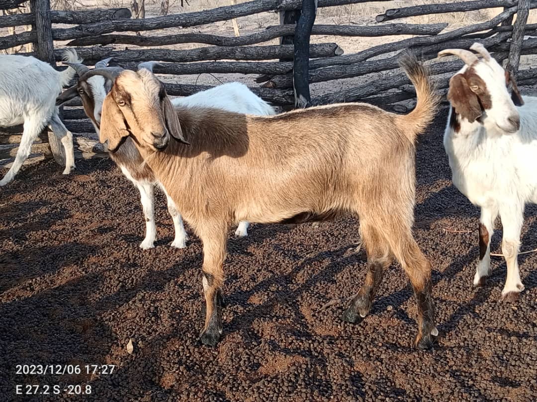 Tswana Goat