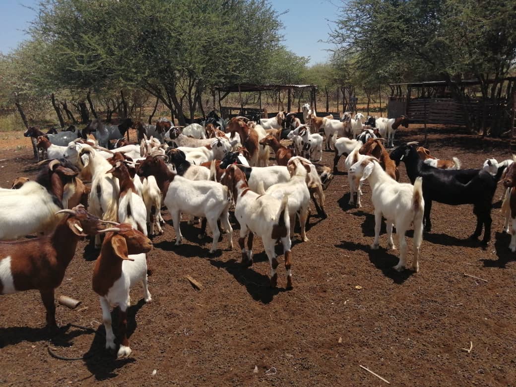 Tswana Goat